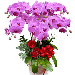 Lan Hồ Điệp Hồng Phấn 6 Cành - Ngọc Hồng Kiêu Sa - HDH030