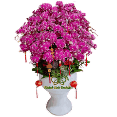 Lan Hồ Điệp Tím Đậm Đột Biến 45 Cành - DB031
