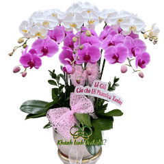Lan Hồ Điệp Phối Màu Nhị Sắc 6 Cành - Bạch Hồng Tinh Khôi