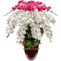 Lan Hồ Điệp Phối Màu Trắng Và Cam 17 Cành - Rực Rỡ Giao Mùa