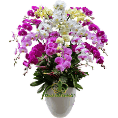 Lan Hồ Điệp Phối Màu Ngẫu Nhiên 18 Cành - DS01