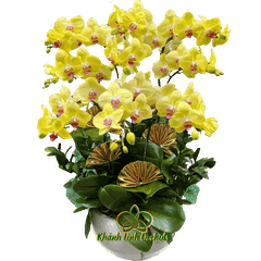 Lan Hồ Điệp Vàng Chanh 9 Cành - HDV064