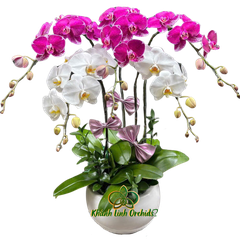 Lan Hồ Điệp Phối Màu Trắng Tím 5 Cành - DS06
