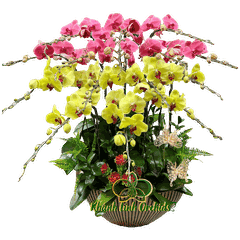 Lan Hồ Điệp Phối Màu Nhị Sắc 15 Cành - DS012