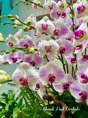 Lan Hồ Điệp Trắng Loang Hồng 20 Cành - Kiêu Sa - DB01