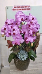 Lan Hồ Điệp Hồng Gân Thác Đổ - HDH051