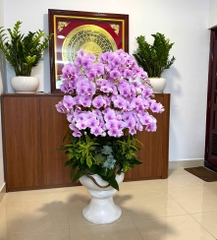 Lan Hồ Điệp Hồng Baby 25 cành - HDH065