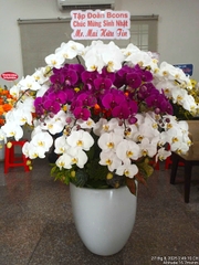 Lan Hồ Điệp Trắng Phối Tím Đậm 20 Cành  - DS049