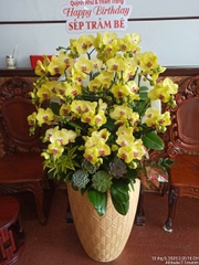 Lan Hồ Điệp Vàng Chanh 20 Cành - HDV100