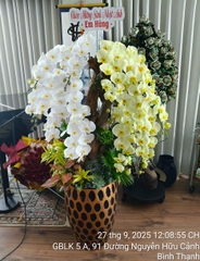 Lan Hồ Điệp Trắng Phối Xanh Bơ Tiểu Cảnh 14 Cành - DS053