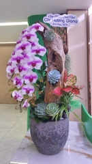 Lan Hồ Điệp Trắng Điểm Hồng Tiểu Cảnh 2 Cành - HDW056