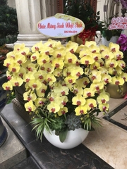 Lan Hồ Điệp Vàng 15 Cành - HDV104