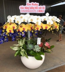 Lan Hồ Điệp Trắng Phối Vàng 12 Cành - DS065