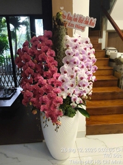 Lan Hồ Điệp Đỏ Cam Phối Trắng Phớt Hồng 25 Cành - DS070