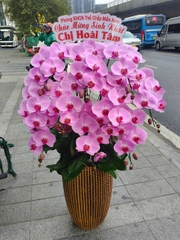 Lan Hồ Điệp Hồng CL243 10 Cành - HDH074 - Phát Tài Phát Lộc