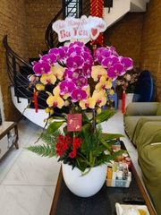 Lan Hồ Điệp Tím Đột Biến Phối Vàng 8 Cành - DS075