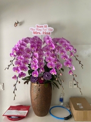 Lan Hồ Điệp Hồng Anna 8 Cành - HDH071