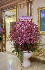 Lan Hồ Điệp Đỏ Cam 50 Cành - HDC043