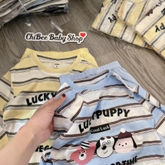 G962-Set giấy kẻ Lucky quần gió (16.23kg)