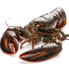 Tôm Hùm Alaska ( Tôm Hùm Càng To)