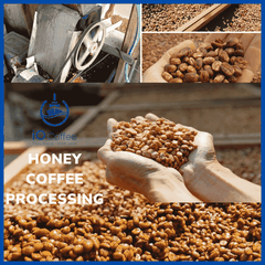 iO Coffee Phin Giấy - Cà Phê iO Robusta Đặc Sản - Sơ Chế Bán Ướt
