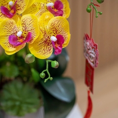 Chậu Hoa Lan Hồ Điệp Màu Vàng Lõi Tím Để Bàn