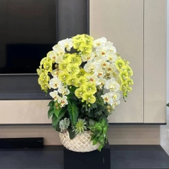 Chậu Lan Hồ Điệp Cao Su Non Màu Xanh Lá Mix Trắng – Thanh Lịch, Đầy Sức Sống