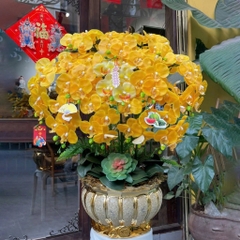 Chậu Lan Hồ Điệp Cao Su Non Màu Vàng – Phú Quý