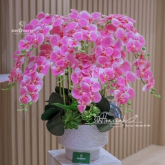 Chậu Hoa Lan Hồ Điệp Cao Su Màu Hồng Phấn