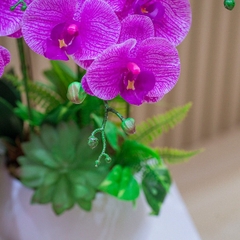 Chậu Hoa Lan Hồ Điệp Màu Tím Để Bàn