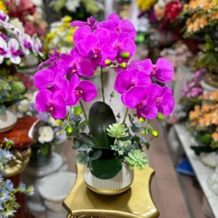Chậu Lan Hồ Điệp Màu Tím