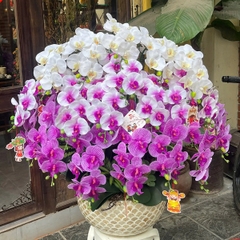 Chậu Lan Hồ Điệp Cao Su Non Màu Tím Mix Trắng – Nổi Bật Không Gian