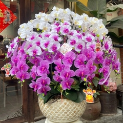 Chậu Lan Hồ Điệp Cao Su Non Màu Tím Mix Trắng – Nổi Bật Không Gian