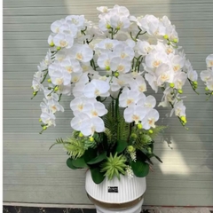 Chậu Lan Cao Su Non Màu Trắng Trang Nhã