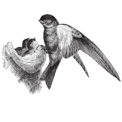 Sự thật chim yến làm tổ như thế nào?