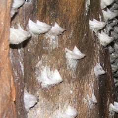 Tổ Yến Đảo và Yến Nhà Khác Nhau Như Thế Nào?