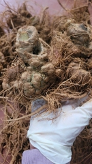 Củ Tam Thất bắc tươi Hà Giang