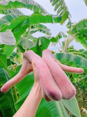 Nhung hươu  tươi Hương Sơn Hà Tĩnh