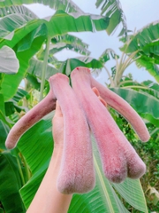 Nhung hươu  tươi Hương Sơn Hà Tĩnh