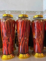Sâm Cau Đỏ Tây Bắc