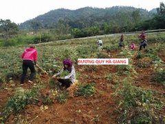 Sâm Đương Quy tươi