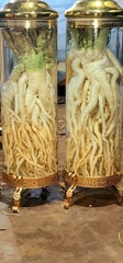 Bình Đinh Lăng nếp lá nhỏ