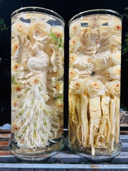 Bình Đinh Lăng nếp lá nhỏ