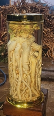 Bình Đinh Lăng nếp lá nhỏ