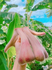 Nhung hươu  tươi Hương Sơn Hà Tĩnh