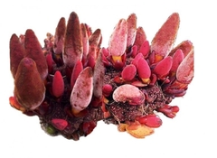 Nấm Ngọc Cẩu tươi