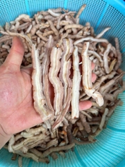 Ba Kích Tím Quảng Ninh A1