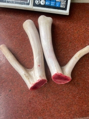 Nhung hươu  tươi Hương Sơn Hà Tĩnh