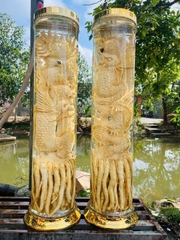 Bình Đinh Lăng nếp lá nhỏ
