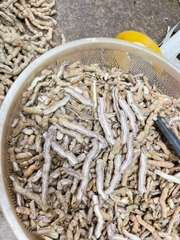 Ba Kích Tím Quảng Ninh A1